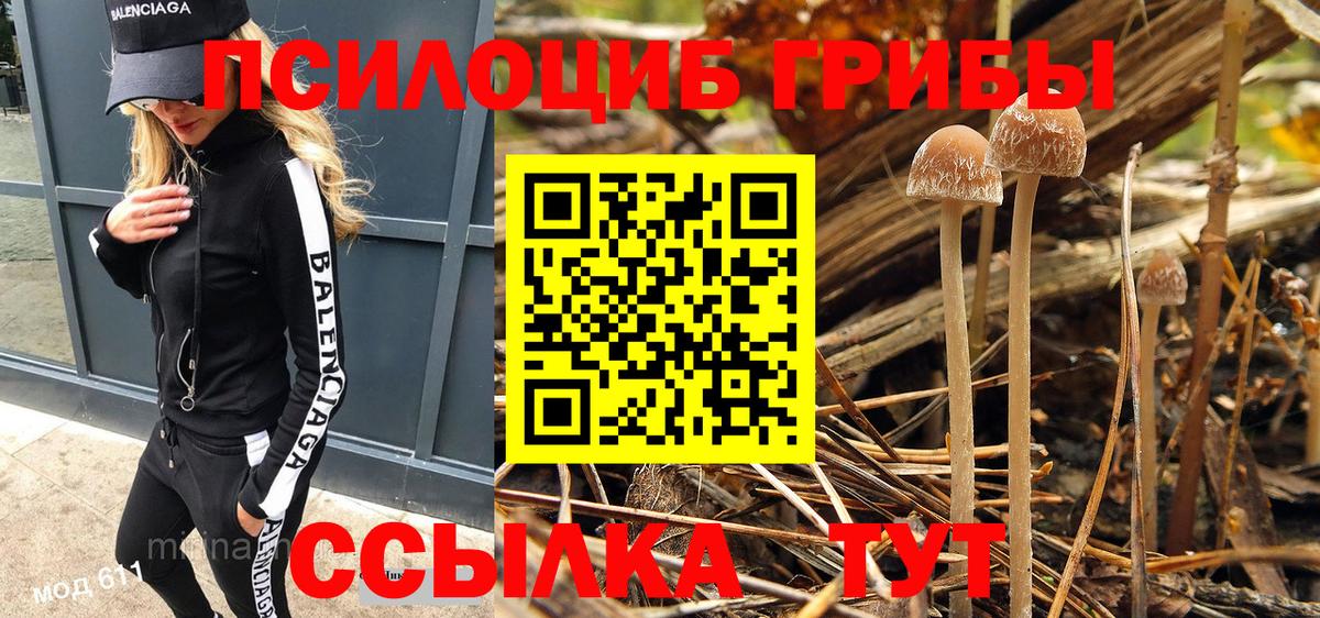Галлюциногенные грибы Psilocybe Гай